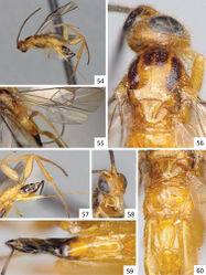 Figures 54–60. Sendaphne paranaensis, female specimen from Brazil. 54 Habitus, lateral view 55 Fore wing 56 Head and mesosoma (partially), dorsal view 57 Metasoma and legs, lateral view 58 Head, frontal view 59 Metasoma (partially), dorsal view 60 Scutellar disc, propodeum and T1-T2 (partially), dorsal view.