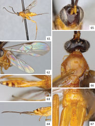 Figures 61–67. Sendaphne penteadodiasae, female holotype. 61 Habitus, lateral view 62 Fore wing 63 Metasoma, dorsal view 64 Ovipositor and hypopygium, lateral view 65 Head, frontal view 66 Head and mesosoma (partially), dorsal view 67 Propodeum, T1-T2 (partially), dorsal view.