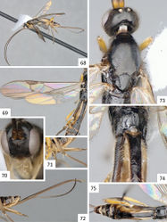 Figures 68–75. Sendaphne rogerblancoi, female holotype. 68 Habitus, lateral view 69 Fore wing 70 Head, frontal view 71 Hypopygium and hind legs (partially), lateral view 72 Ovipositor, ovipositor sheaths, and hypopygium, lateral view 73 Head and mesosoma (partially), lateral view 74 Propodeum and T1, dorsal view 75 Propodeum and mesosoma, dorsal view.