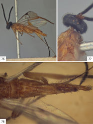 Figures 76–78. Sendaphne sulmo, female holotype. 76 Habitus, lateral view 77 Head and mesosoma (partially), dorsal view 78 Propodeum and metasoma, dorsal view.