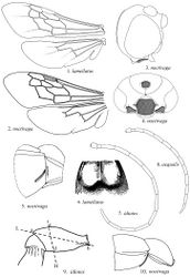 Figures 1–10. 1–2 Forewing and hindwing 3 Side view of head, antennae removed 4 Ventral view of head, mouthparts and mandibles removed 5 Oblique ventral view of metasomal sterna I and II 6 Ventral view of metasomal sternum II 7, 8 Antenna 9 Lateral view of metasomal segment I showing measurement points, H = height between points c and d, L = length, between points a and b 10 Lateral view of metasomal segments I and II.