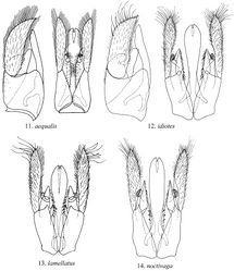 Figures 11–14. Male genital capsule. 11, 12 lateral view (left), ventral view (right) 13, 14 Ventral view.