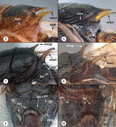 Figure 5–10. 5 Dvivarnus agamades, female (USNMENT01109190), mesosoma, posterolateral view 6 Dvivarnus mikuki, female (USNMENT01109213), mesosoma, posterolateral view 7 Trimorus sp., female (OSUC 186090), posterior mesosoma, dorsolateral view 8 Gryonoides glabriceps Dodd, female (USNMENT00872142), posterior mesosoma, dorsolateral view, anterolateral view 9 Trimorus sp., female (OSUC 1924417), mesosoma, posterior view 10 Gryonoides glabriceps Dodd, female (USNMENT00872142), mesosoma, posterior view. Scale bars in millimeters.