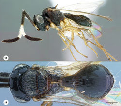 Figure 13–14. Gryonoides glabriceps, female (USNMENT00872142), 13 head, mesosoma, metasoma, lateral view 14 head, mesosoma, metasoma, dorsal view. Scale bars in millimeters.