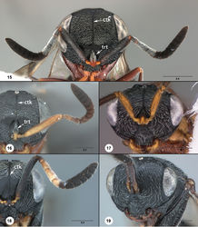 Figure 15–19. 15 Dvivarnus elektrolythron, female holotype (USNMENT01109168), head and antennae, anterior view 16 Dvivarnus agamades, female (USNMENT01109190), head, anterior view 17 Dvivarnus agamades, male (USNMENT01109177), head, anterior view 18 Dvivarnus mikuki, female paratype (USNMENT01109214), head and antenna, anterior view 19 Dvivarnus mikuki, male (USNMENT01109158), head, anterior view. Scale bars in millimeters.