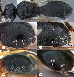 Figure 20–24. 20 Trimorus sp., female (USNMENT01109195), head, mesosoma, metasoma, dorsal view 21 Dvivarnus mikuki, female (USNMENT01109213), metasoma, dorsolateral view 22 Dvivarnus elektrolythron, female (USNMENT01109168), metasoma, dorsolateral view 23 Dvivarnus agamades, female (USNMENT01109174), metasoma, dorsolateral view 24 Trimorus sp., female (OSUC 186090), metasoma, posterodorsal view. Scale bars in millimeters.