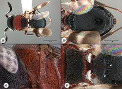 Figure 28–31. Dvivarnus elektrolythron, female holotype (USNMENT0109168) 28 head, mesosoma, metasoma, dorsal view 29 metasoma, dorsal view 30 pronotum, anterolateral view 31 posterior mesosoma, dorsal view. Scale bars in millimeters.