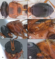 Figure 40–45. Dvivarnus sp., male (USNMENT01109212). 40 head and mesosoma, dorsal view 41 metasoma, dorsal view 42 head and mesosoma, lateral view 43 mesosoma, posterodorsal view 44 head, anterior view 45 pronotum, anterolateral view Scale bars in millimeters.