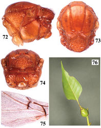 Figures 72–76. Dryocosmus hearni sp. n. 72–75 female: 72 mesosoma, lateral view 73 mesosoma, dorsal view 74 metascutellum and propodeum, posterodorsal view 75 fore wing, part. 76 gall (photo by C.-T. Tang) (not=notaulus, trc=transverse carina on central propodeal area, sab=subaxillular bar, mtr=metanotal trough).