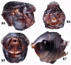 Figures 84–87. Dryocosmus hualieni, female, sp. n. 84 mesosoma, lateral view 85 pronotum and propleuron, frontal view 86 metascutellum and propodeum, posterior view 87 metasoma, lateral view (tel=transepisternal line).