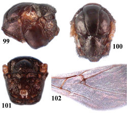 Figures 99–102. Dryocosmus konradi, female, sp. n. 99–100 mesosoma: 99 lateral view 100 dorsal view 101 metascutellum and propodeum, posterodorsal view 102 fore wing, part (scf=scutellar fovea).