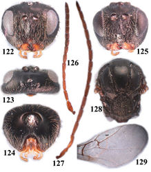 Figures 122–129. Dryocosmus moriius sp. n. 122–124 head, female: 122 frontal view 123 dorsal view 124 posterior view 125 head, frontal view, male 126–127 antenna: 126 female 127 male 128–129 female: 128 mesosoma, dorsal view 129 fore wing, part, female (rad=radial cell).