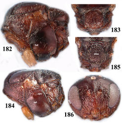 Figures 182–186. 182–183 Dryocosmus carlesiae, female: 182 mesosoma, lateral view 183 mesoscutellum, dorsal view. 184–186 Dryocosmus kuriphilus, female: 184 mesosoma, lateral view 185 mesoscutellum, dorsal view 186 head, frontal view (tel=transepisternal line, dms=disc of mesoscutellum, spe=speculum, gen=gena).