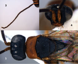 Figures 3–5. Imasega bicolor sp. n., male, holotype. 3 Antenna 4 Head, frontal view 5 Head and mesosoma, dorsal view.