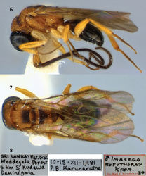 Figures 6–8. Imasega rufithorax Krombein, male from Karunaratne, Sri Lanka. 6 Habitus, lateral view 7 Habitus, dorsal view 8 Labels.