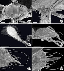 Figures 159–164. Proarescon similis, male. 159 mesosoma, dorsal 160 base of wings + axilla, dorsal 161 fore wing, dorsal 162 mesosoma, laterodorsal 163 apex of gaster + genitalia, dorsolateral 164 apex of gaster + genitalia, ventral. Scale bar for 159 = 50 μm; 160, 163, 164 = 20 μm; 161 = 200 μm; 162 = 100 μm.