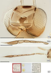 Figures 165–167. Proarescon similis, holotype. 165 head, dorsal 166a antenna without scape, lateral 166b antenna, dorsal 167 type slide. Scale bar = 100 μm.