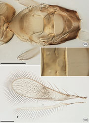 Figures 168, 169. Proarescon similis, holotype. 168 metasoma, dorsal (inset: enlargment of central area of scutellum showing fenestra) 169 wings. Scale bar = 100 μm.