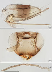 Figures 170–172. Proarescon similis. 170 holotype metasoma, lateral 171 male paratype head, anterior 172 male paratype antenna. Scale bar for 170, 172 =200 μm; 171 =100 μm.