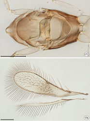 Figures 173, 174. Proarescon similis, male paratype. 173 mesosoma, dorsal 174 wings. Scale bar = 100 μm.