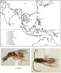 Figures 1–3. 1 Distribution map of Cladobethylus species 2, 3Cladobethylusacehensis male 2 Lateral view 3 dorsal view.