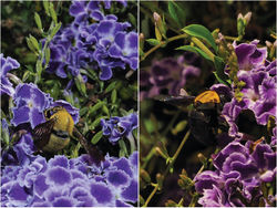 Figure 1. Pictures of Xylocopa pubescens (male left; female right) in the Parque de La Ballena (Las Palmas de Gran Canaria). Photos: M. Naranjo.