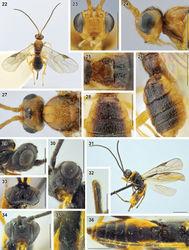 Figures 22–36. Bracon (Bracon) imbricatellus Tobias, 2000 (22–28 holotype, female, ZISP) and B. (B.) longigenis Tobias, 1957 (29, 31, 32, 35, 36 holotype 30, 34 paratype, female, ZISP) 22 habitus, dorsal view 23, 34 head, anterior view 24, 29 head, lateral view 25, 35 first metasomal tergite, dorsal view 26 metasoma, dorsolateral view 27, 33 head (and mesoscutum), dorsal view 28 metasoma, dorsal view 30 head, ventrolateral view 31 habitus, lateral view 32 apex of ovipositor 36 metasoma and hind tarsus, dorsal view. Scale bars: 0.25 mm (32); 0.5 mm (23–30, 34–36); 1 mm (31).