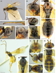 Figures 68–83. Bracon (Bracon) tergalis Tobias, 2000 (68–76 holotype, female, ZISP) and B. (B.) virgatus Marshall, 1897 (77, 78, 80, 81 female, SMNE79, 82, 83 female, ZISP) 68 habitus, dorsal view 69, 78 head, anterior view 70, 80 mesosoma, dorsal view 71 hind tarsus habitus, lateral view 72, 79 head, dorsal view 73, 82 metasoma, dorsal view 74, 83 head, lateral view 75 head, ventrolateral view 76, 83 first metasomal tergite, dorsal view. Scale bars: 0.5 mm (69–73, 78–83); 1 mm (68, 77).