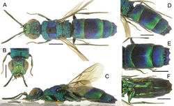 Figure 1. Chrysis arkadyi sp. nov., female, holotype A habitus, dorsal view B head, frontal view C habitus, lateral view D metasoma, dorso-lateral view E metasoma, posterior view F metasoma, ventral view. Scale bars: 1.0 mm.