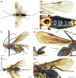 Figure 2. Pseudocyanopterus raddeivorus Cao, van Achterberg & Yang, 2020 (A–C holotype, female), Bracomorpha praecinctus (Shestakov, 1936) (D–F female), and Parallobracon oriens (Belokobylskij, 2000) (G, H paratype, female) A, G habitus, dorsal view D habitus, lateral view B, E, H fore wing C metasoma, dorsal view F scape, lateral view. Scale bars: 1 mm (A, B, D, E, G, H), 0.5 mm (C), 0.25 mm (F).