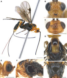 Figure 3. Pseudocyanopterus pagiophloeusis sp. nov. (female, A, C, E-G holotype B, D paratype) A habitus, lateral view B head, anterior view C head, dorsal view D mesoscutum and scutellum, dorsal view E head, lateral view F mesosoma, lateral view G propodeum, dorsal view. Scale bars: 1 mm (A), 0.5 mm (B–G).