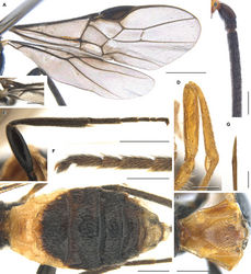 Figure 4. Pseudocyanopterus pagiophloeusis sp. nov. (female, A, B, E, F, I holotype C, D, G, H paratype) A wings B base of antenna, lateral view C base of hind wing D fore femur and tibia E hind leg F hind leg claw G apex of ovipositor H metasoma, dorsal view I first metasomal tergite, dorsal view. Scale bars: 1 mm (A, E), 0.5 mm (C, H, I), 0.25 mm (B, D, F, G).