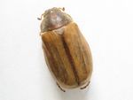 Junikäfer – Rhizotrogus marginipes:  Kristian Peters, CC BY-SA 3.0