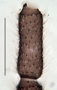 Figure 7. Trichosiopsis defecta male, 4th antennal flagellar segment, scale 0.1 mm