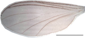 Figure 9. Trichosiopsis defecta male, wing (holotype), scale 1 mm