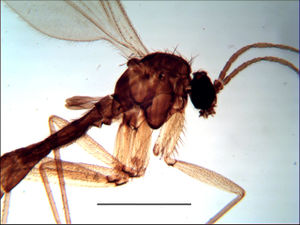 Figure 1. Trichosiopsis defecta male, habitus (Switzerland), scale 1 mm