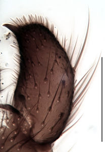 Figure 5. Trichosiopsis defecta male, gonostylus (ventral view), scale 0.1 mm