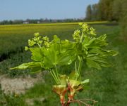 ‎Acer campestre Feld-Ahorn, Blüten