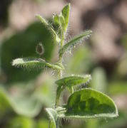 Anfangs nur Blüten an jedem zweiten Blatt. (Bild: W. Wohlers, JKI)