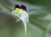 Auch die Blüte ist teilweise behaart. Der Sporn ist meistens gerade. (Bild: W. Wohlers, JKI)