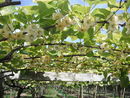 Kiwifruit Female Flowers.JPG