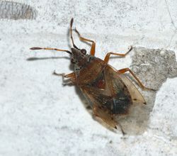 Birkenwanze (Kleidocerys resedae resedae) - User: Sarefo - Eigenes Werk
