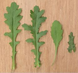 Gemeines Greiskraut: Bild 3 Kategorie FEHLT! – Rasbak, CC BY-SA 3.0