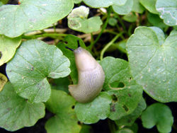 Kleine Wegschnecke: Alttier (adult) - Norman Kessler, CC BY-SA 3.0