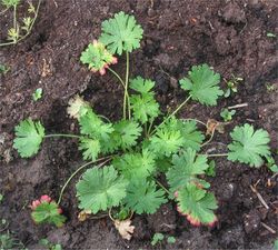 Kleiner Storchschnabel: Laubblatt – Rasbak, CC BY-SA 3.0