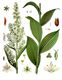 Veratrum album, Illustration