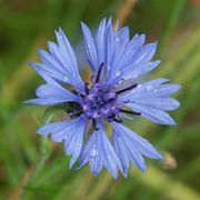 Kornblume (Foto: F. Böhringer)