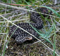 Kreuzotter (Skagen, Denmark).jpg