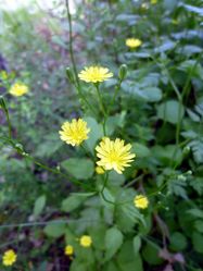 Blütenkörbchen – Isidre blanc, CC BY-SA 4.0