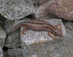 Weibchen - Puchatech K., CC BY-SA 3.0